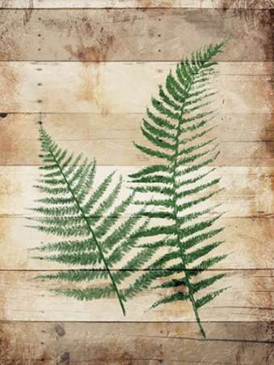Ferns On Wood Poster Print by Jace Grey - Item # VARPDXJGRC563A